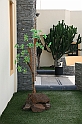 Kanary_2010 159